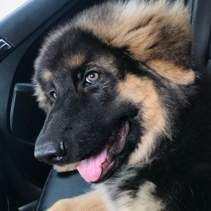 Meet your Posher, Diego